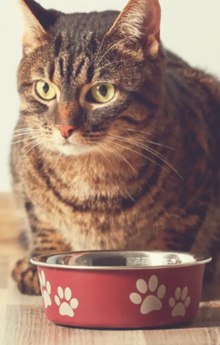 Can Younger Cats Eat Purina Pro Plan Senior Cat Food