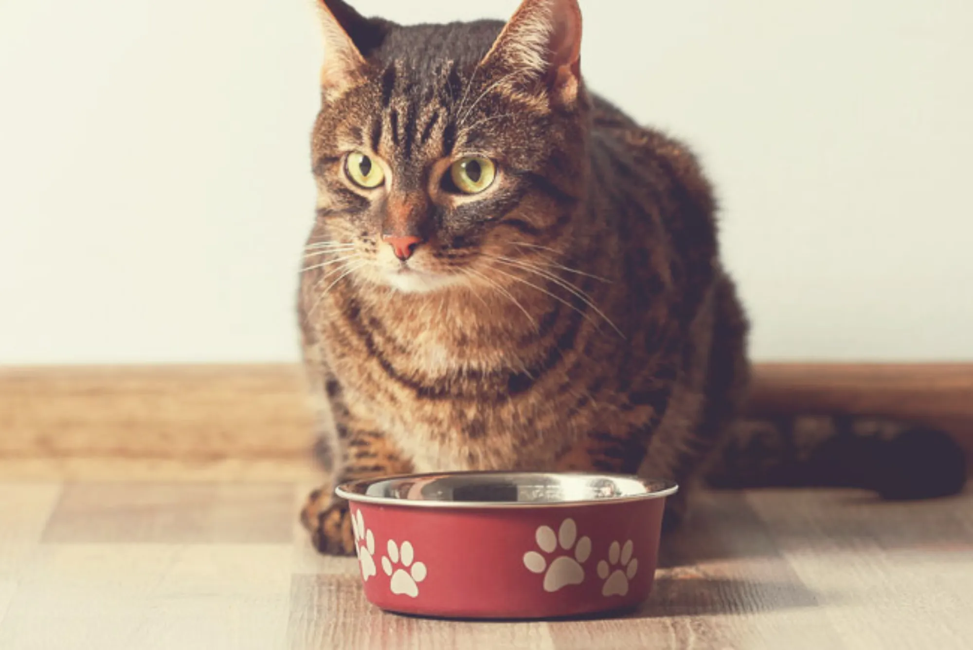 Can Younger Cats Eat Purina Pro Plan Senior Cat Food