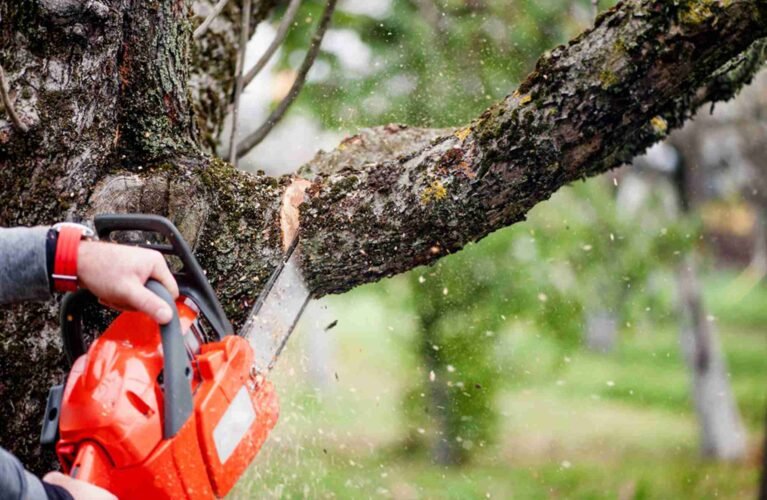 Tree Service in Oak Park, IL